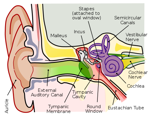 512px-Anatomy_of_the_Human_Ear_en.svg