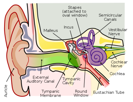 512px-Anatomy_of_the_Human_Ear_en.svg
